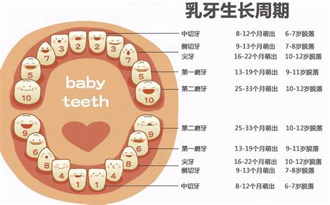 小朋友出大牙|宝宝长牙顺序